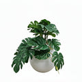 Baby Monstera Pot Plant