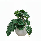 Baby Monstera Pot Plant