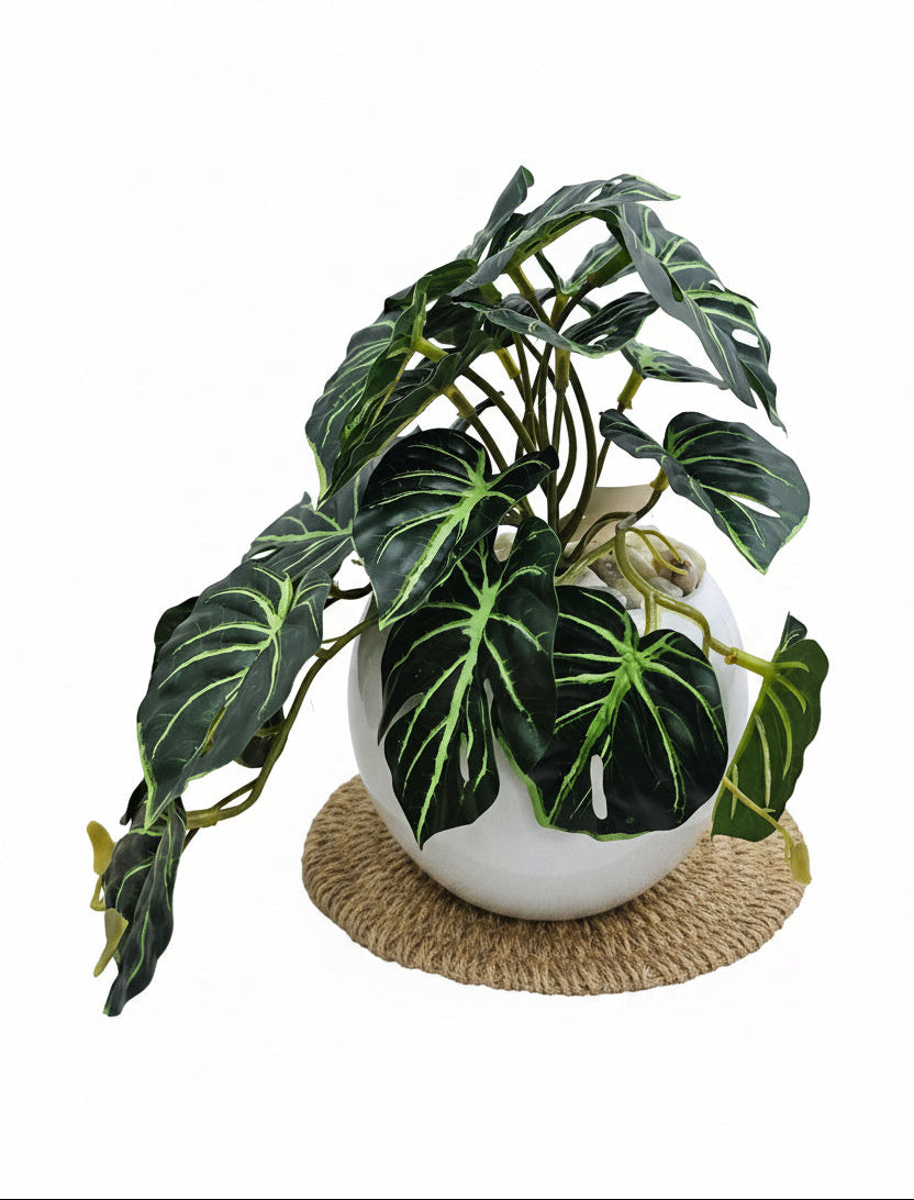 Baby Monstera Pot Plant
